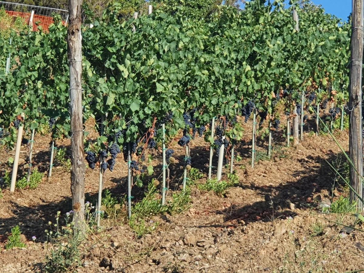 Agriturismo Le Terre Di Venere Acciaroli Kültér fotó