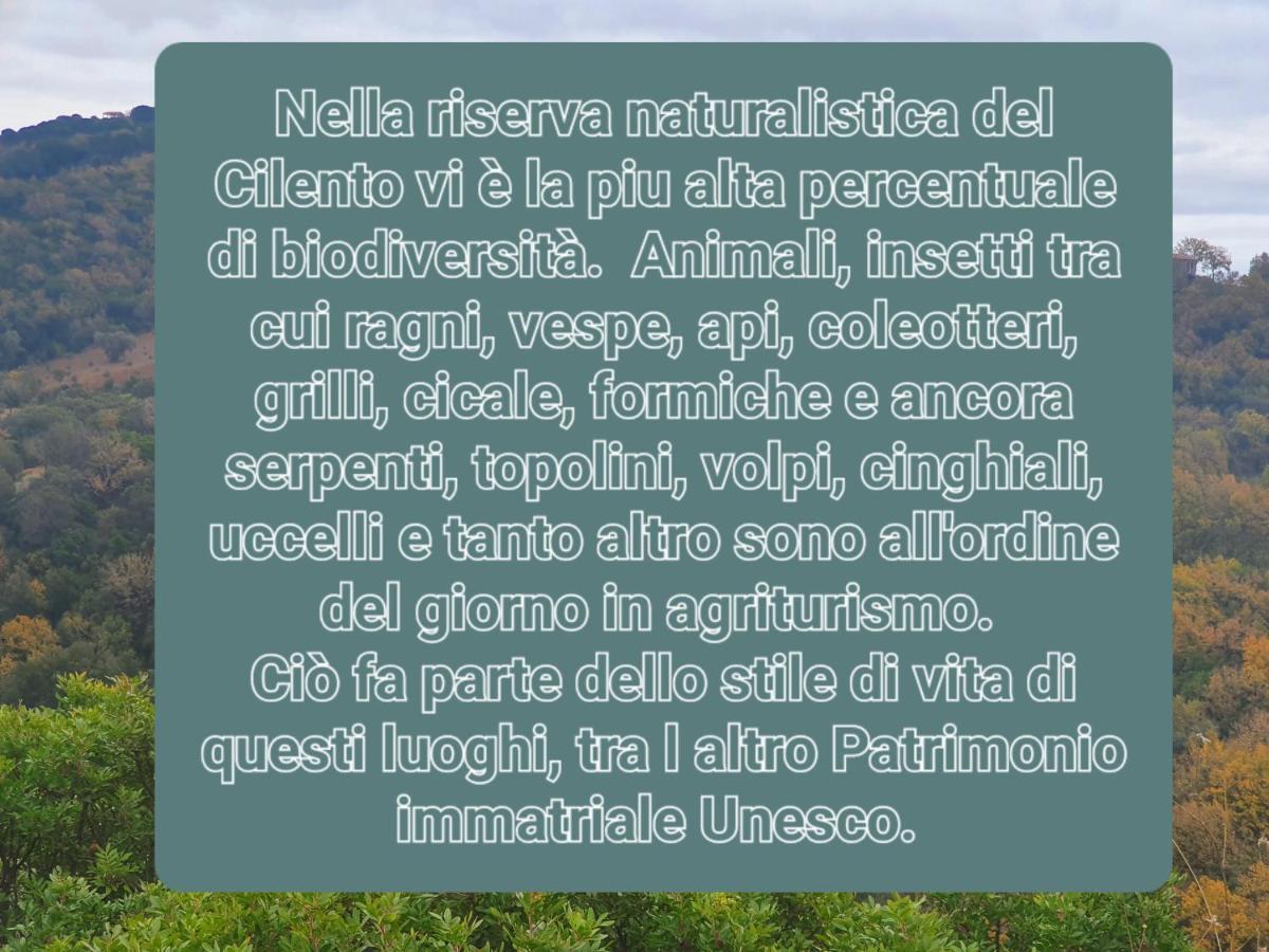 Agriturismo Le Terre Di Venere Acciaroli Kültér fotó